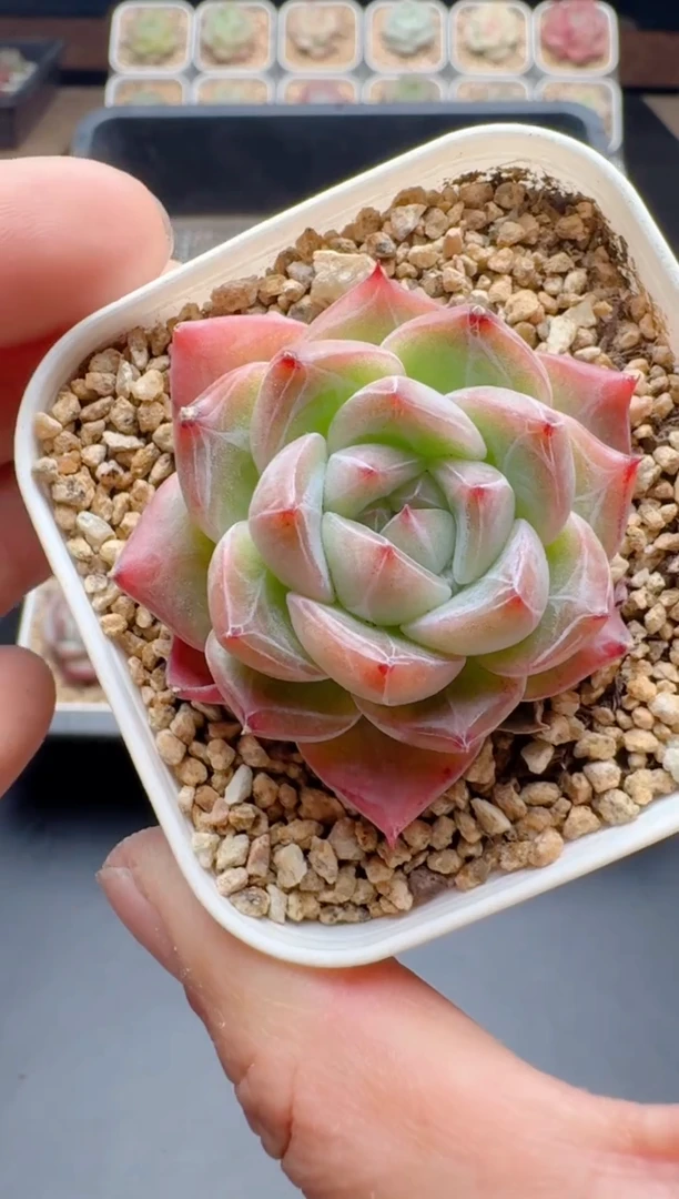 【闪购商品】294A多肉带盆土6.5杯当天拍3颗包柚