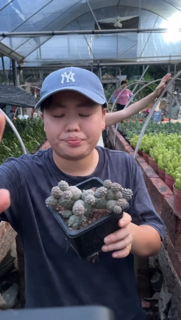 外播有根习志野大群