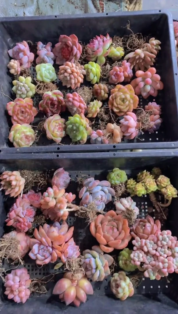 A83-盲盒福利组合12-15颗（量拍）