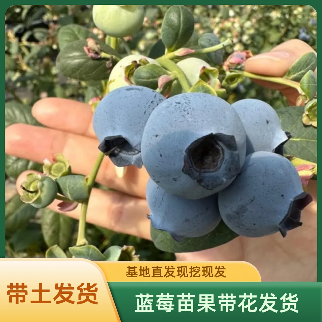 4年大苗高度70以上大果蓝莓苗带花带果带土发货南方北方盆栽地载