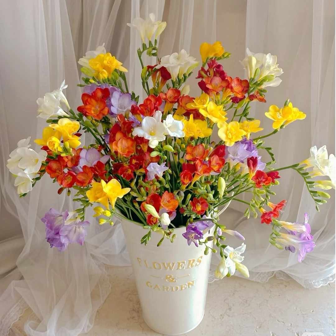 【春日小苍兰】香雪兰云南基地直发春日鲜花高级家居氛围感2025年