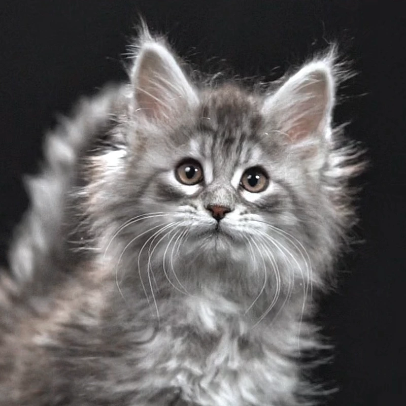 蓝虎缅因猫 4320弟弟—大天使缅因猫舍