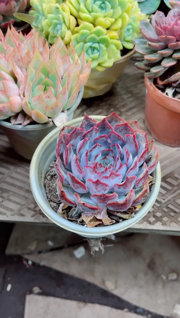 晓*运20005多肉植物一物一拍