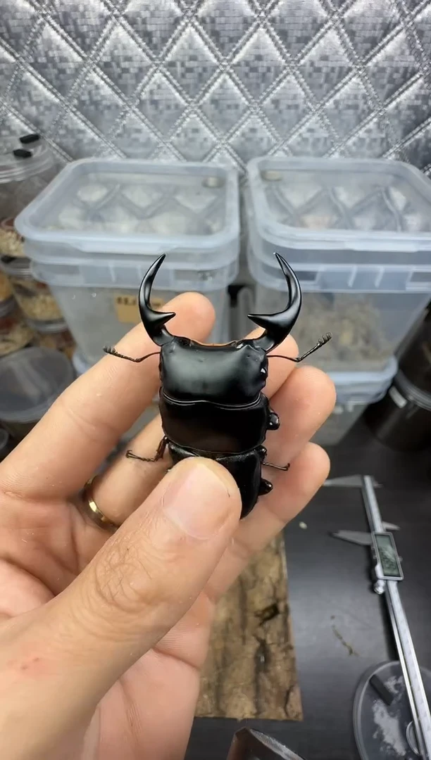 括号大锹68mm单公