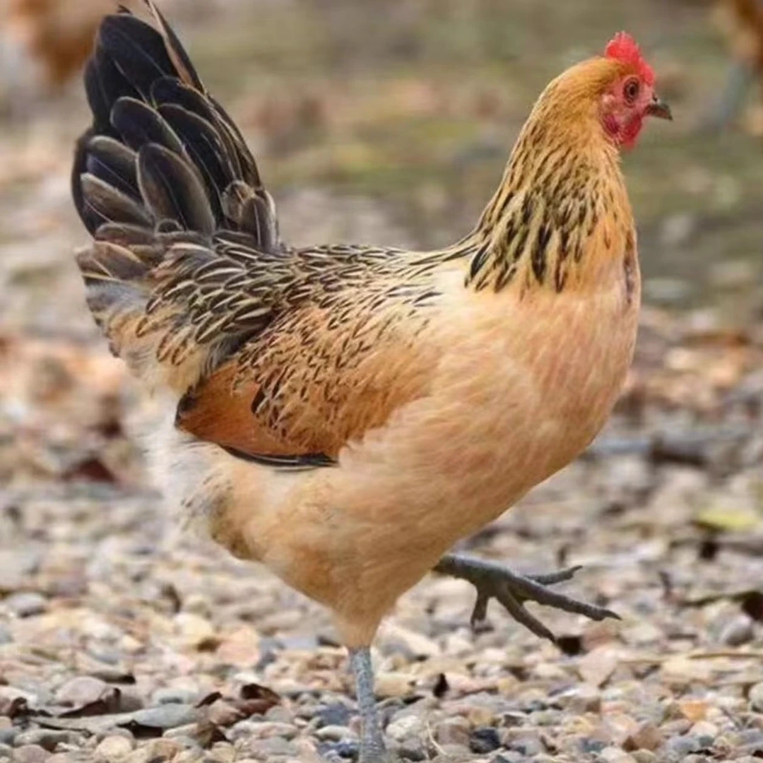 （顺丰包邮）淮南草 笨鸡 土鸡 活体发货 宠物鸡