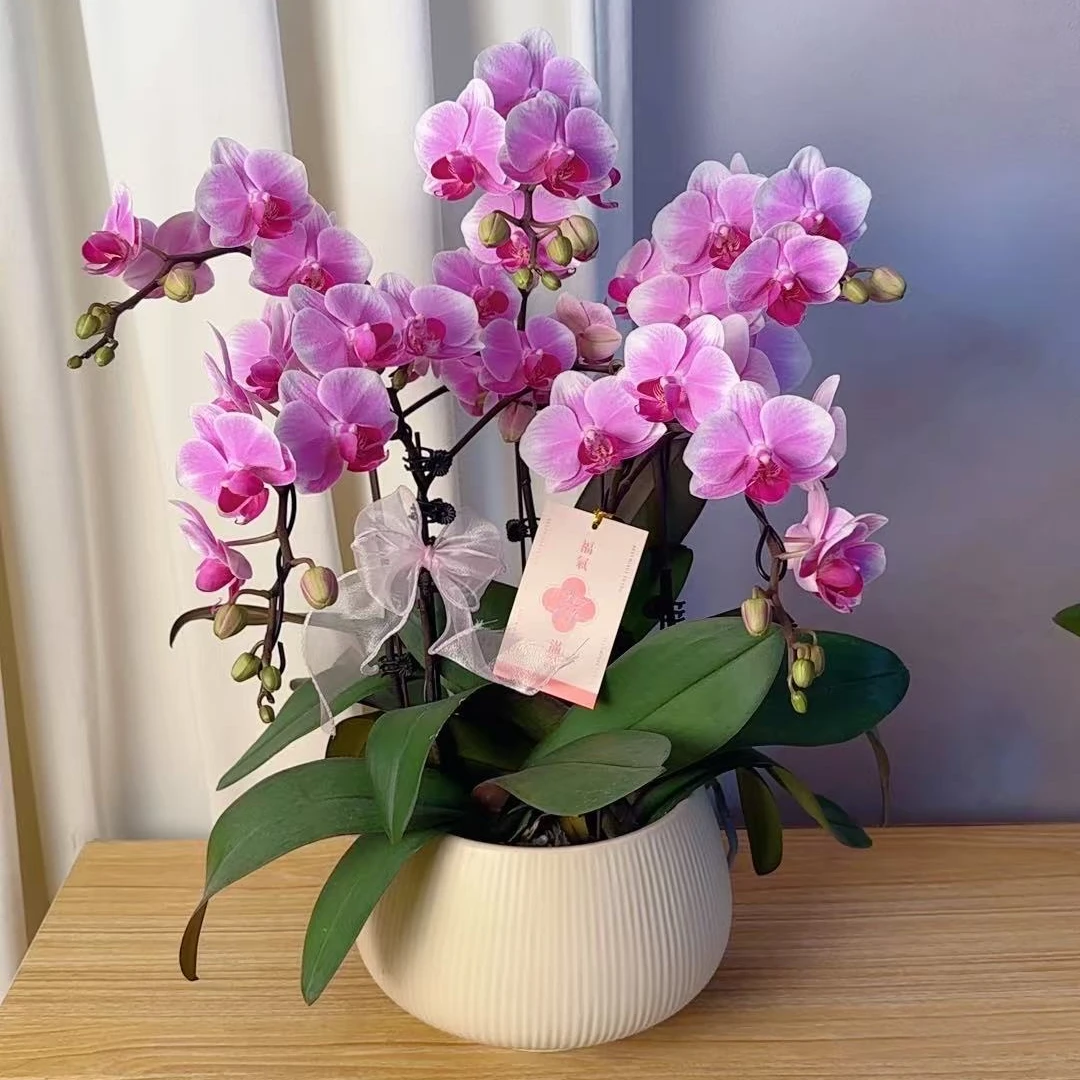 简香《糖果》鲜花高端蝴蝶兰艺术组盆鲜花摆设高端花卉