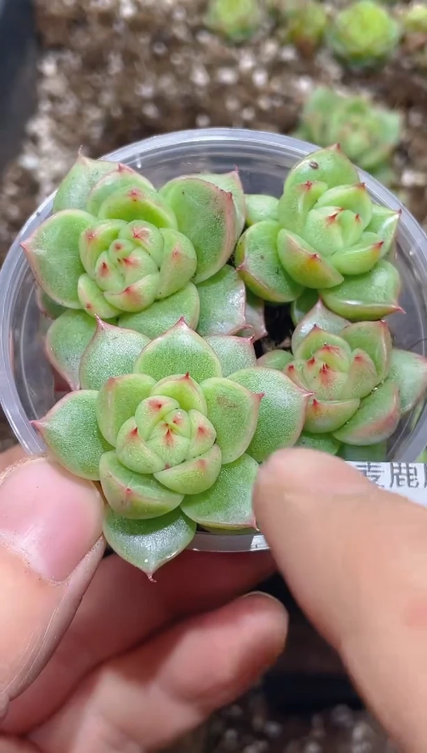123得意       量拍