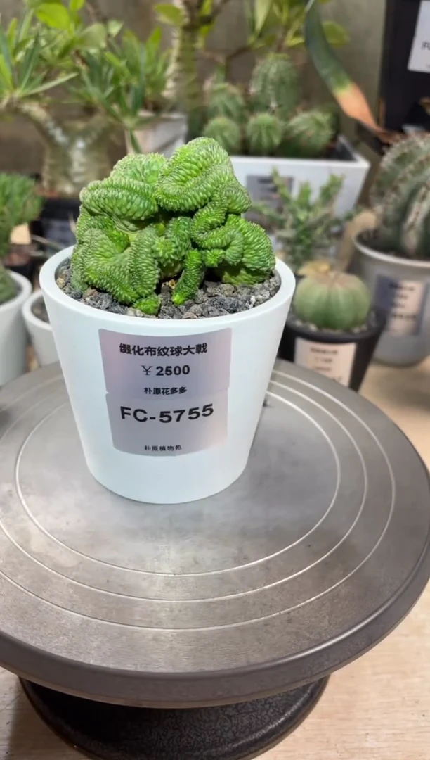 缀化布纹球大戟FC-5755