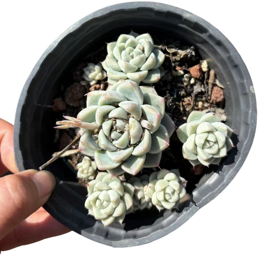 【阿尔巴美尼】 精品丸叶老桩多肉植物 办公桌阳台院子养护 脱土裸