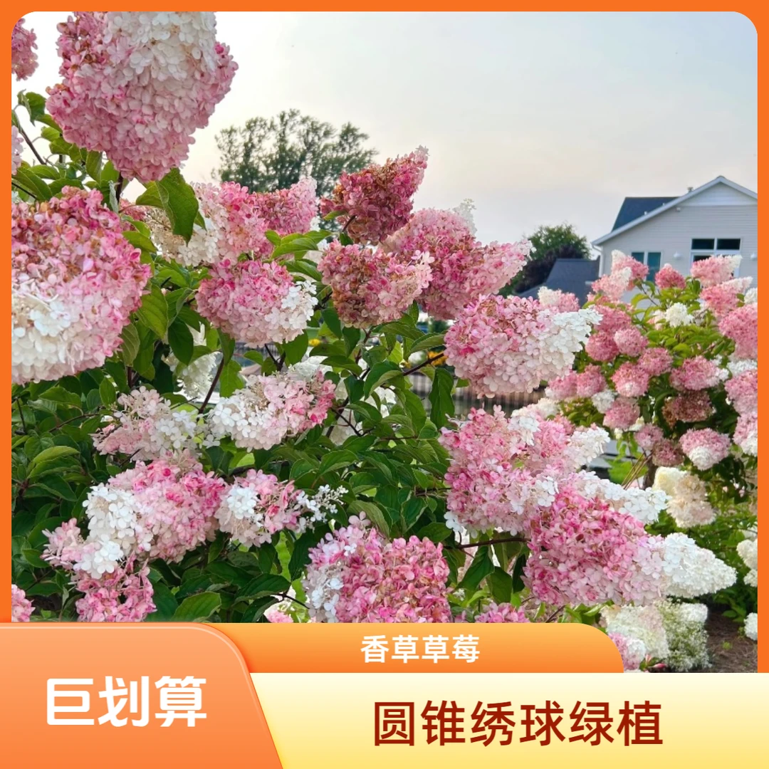 圆锥绣球 香草草莓2加仑 草莓冰激凌 草莓圣代  木绣球庭院绿植