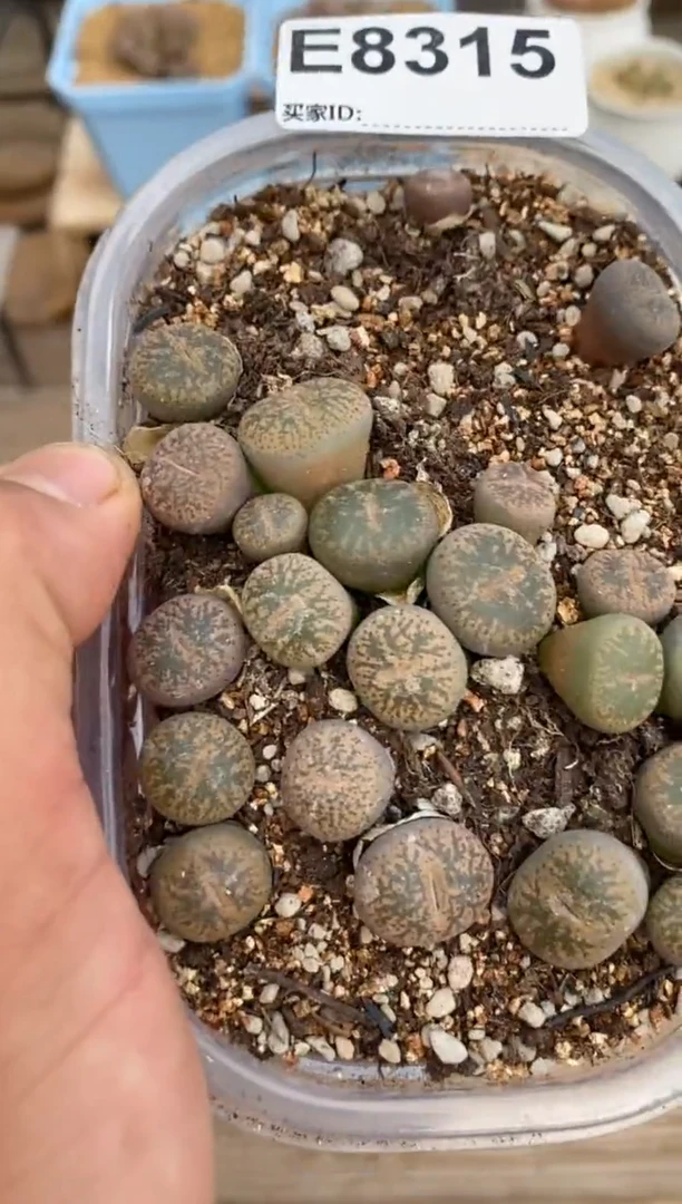 8315开播福利一物一拍