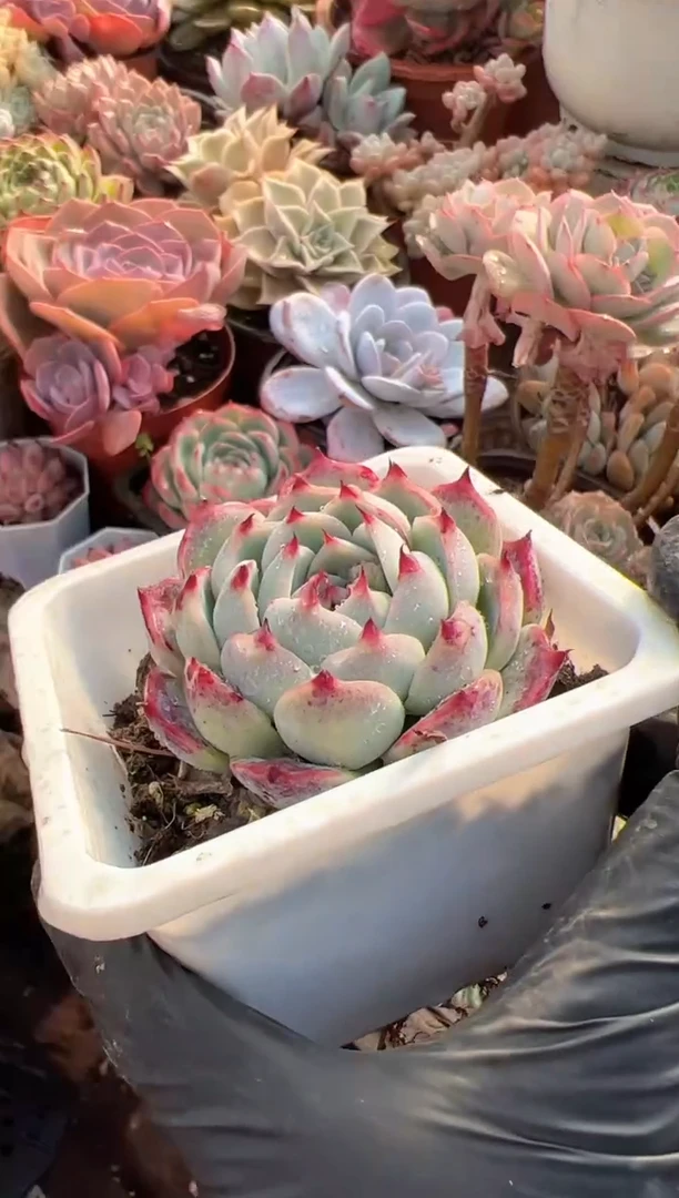 再****你多肉植物一物一拍14212