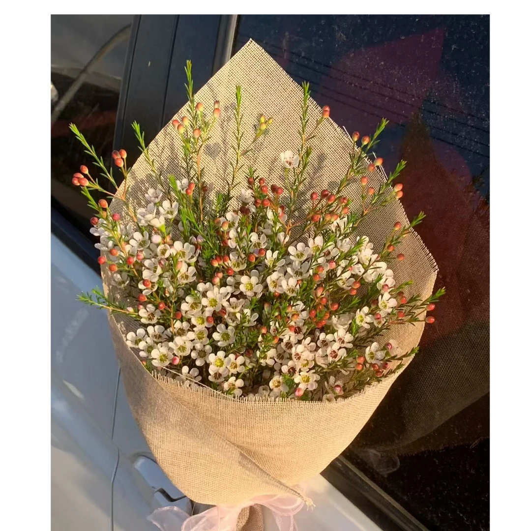 尖头腊梅鲜花云南基地直发真花客厅摆设水培干养花卉室内水养