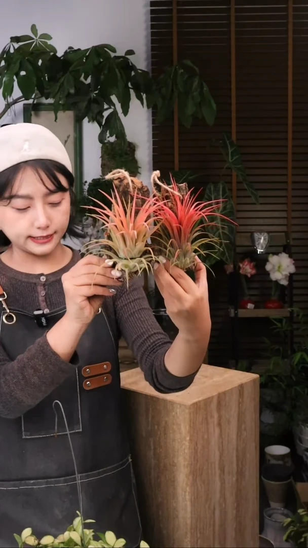 无花朵  红精灵/维多利亚/空气凤梨/板植