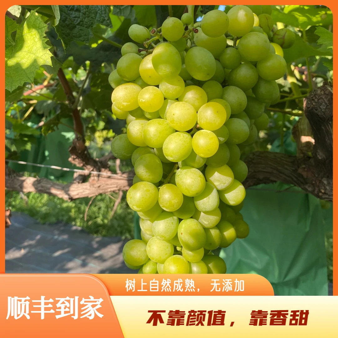 【顺丰包邮】始祖山黄金蜜葡萄玫瑰香自然成熟新鲜采摘应季水果