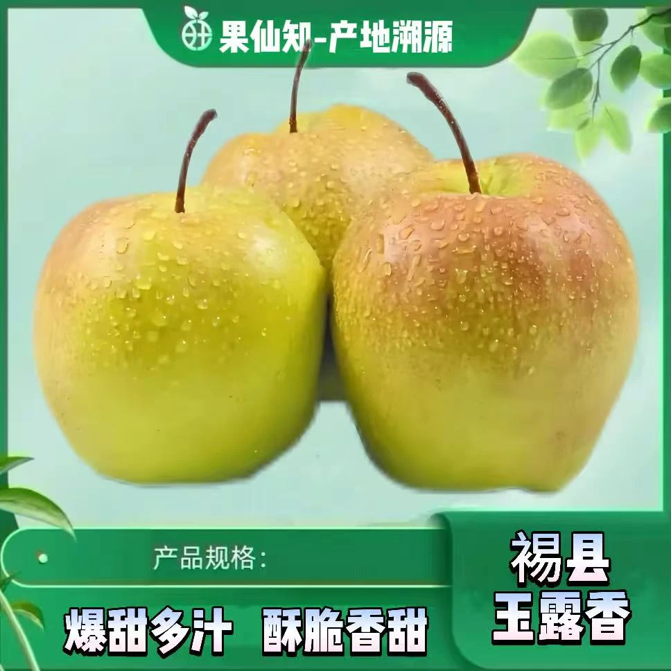 【特级】山西隰县玉露香梨【 入口即化冰糖甜度】【净果4.8斤左右】山西省