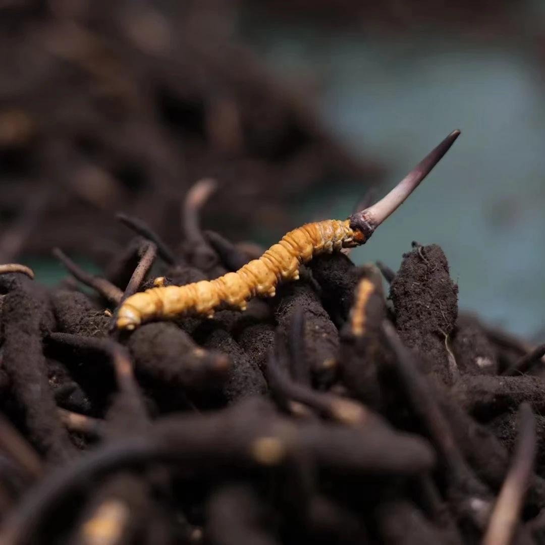 【大额定向链接】25年新鲜冬虫夏草当天鲜虫草滋补养生顺丰空运冷链
