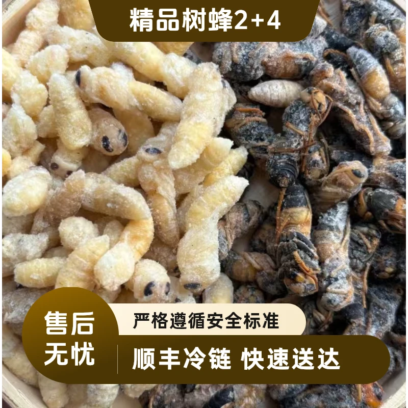 树蜂2+4蜂蛹新鲜速冻2025新货马蜂蜂蛹顺丰空运冷链包邮