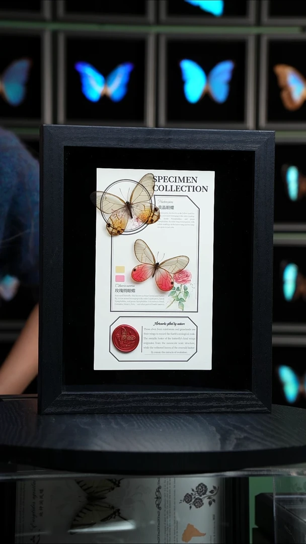 玫瑰绡眼蝶+黄晶眼蝶设计款10寸框