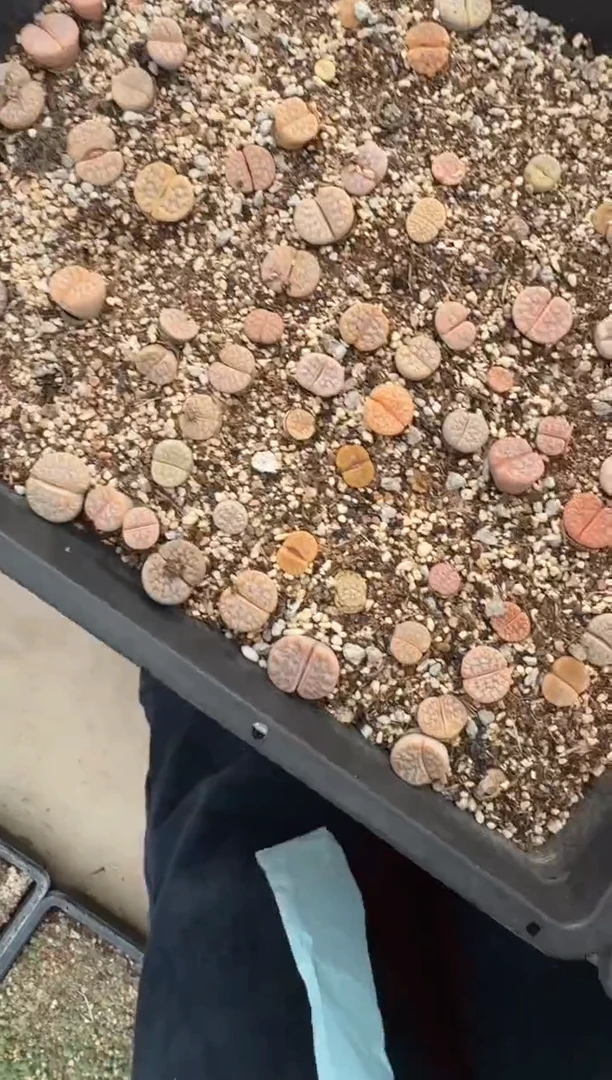 多肉植物肉锥脱土发31-225