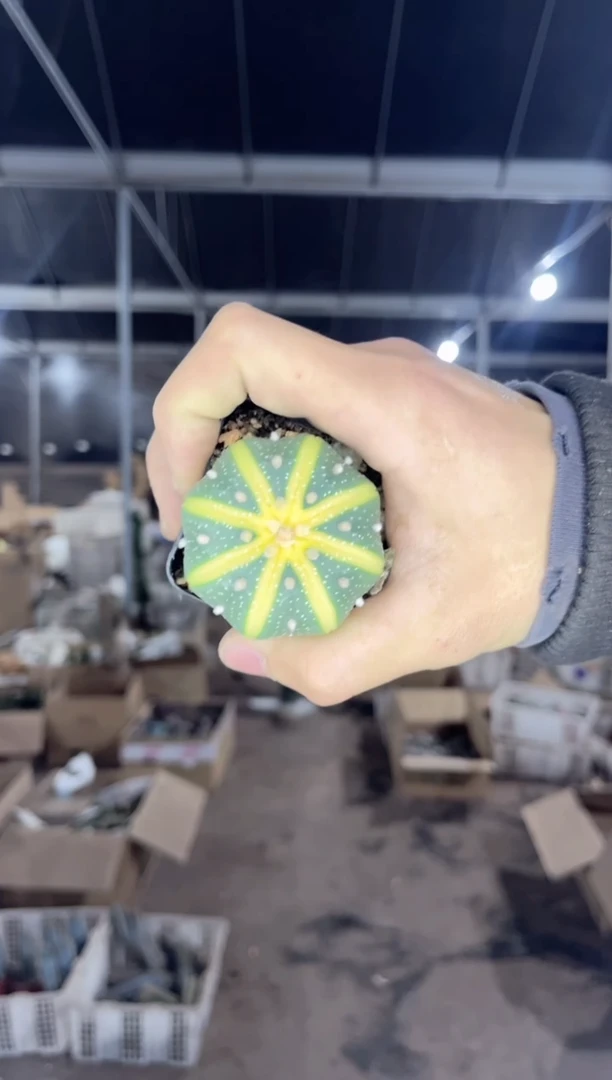 【闪购商品】西瓜兜 锦