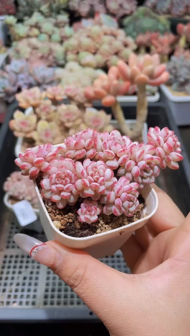 【闪购商品】042小红蛋带盆土