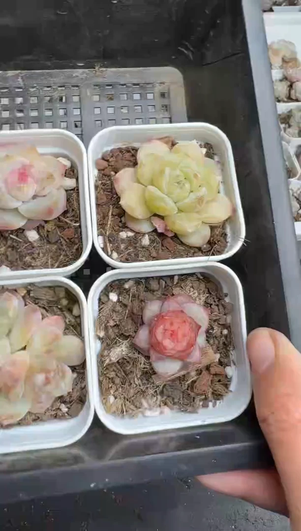 【闪购商品】174号到手1框--江北多肉