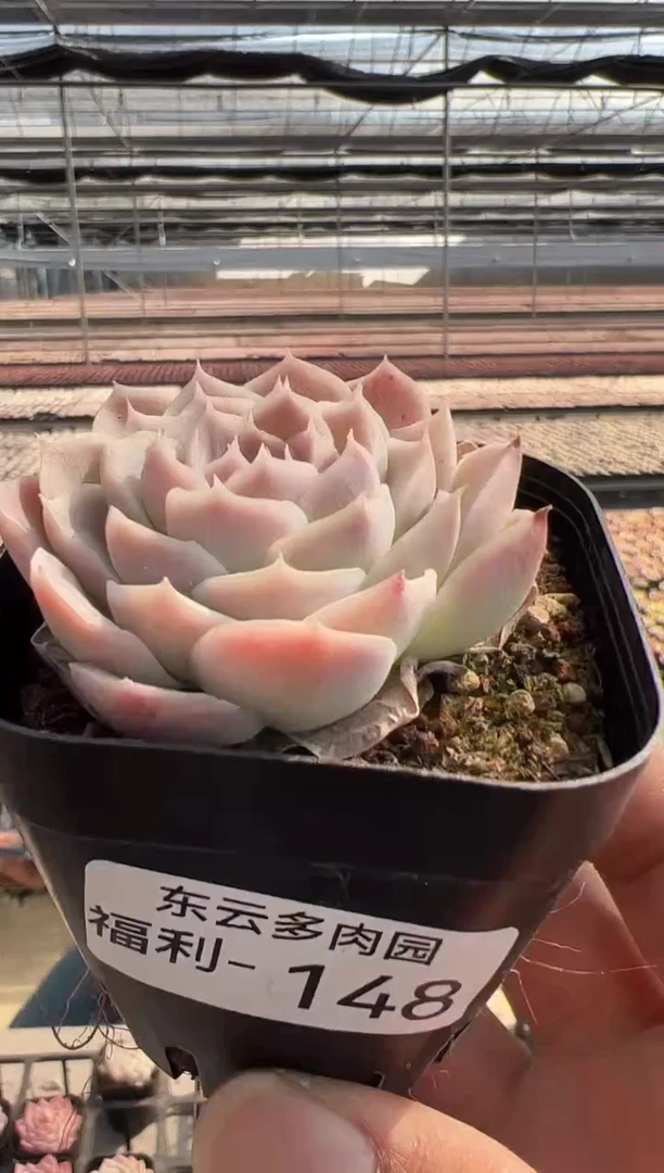 【闪购商品】福利多肉-148