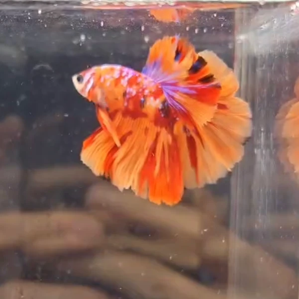 泰国斗鱼半月公母中通包邮热带观赏鱼半月活体将军