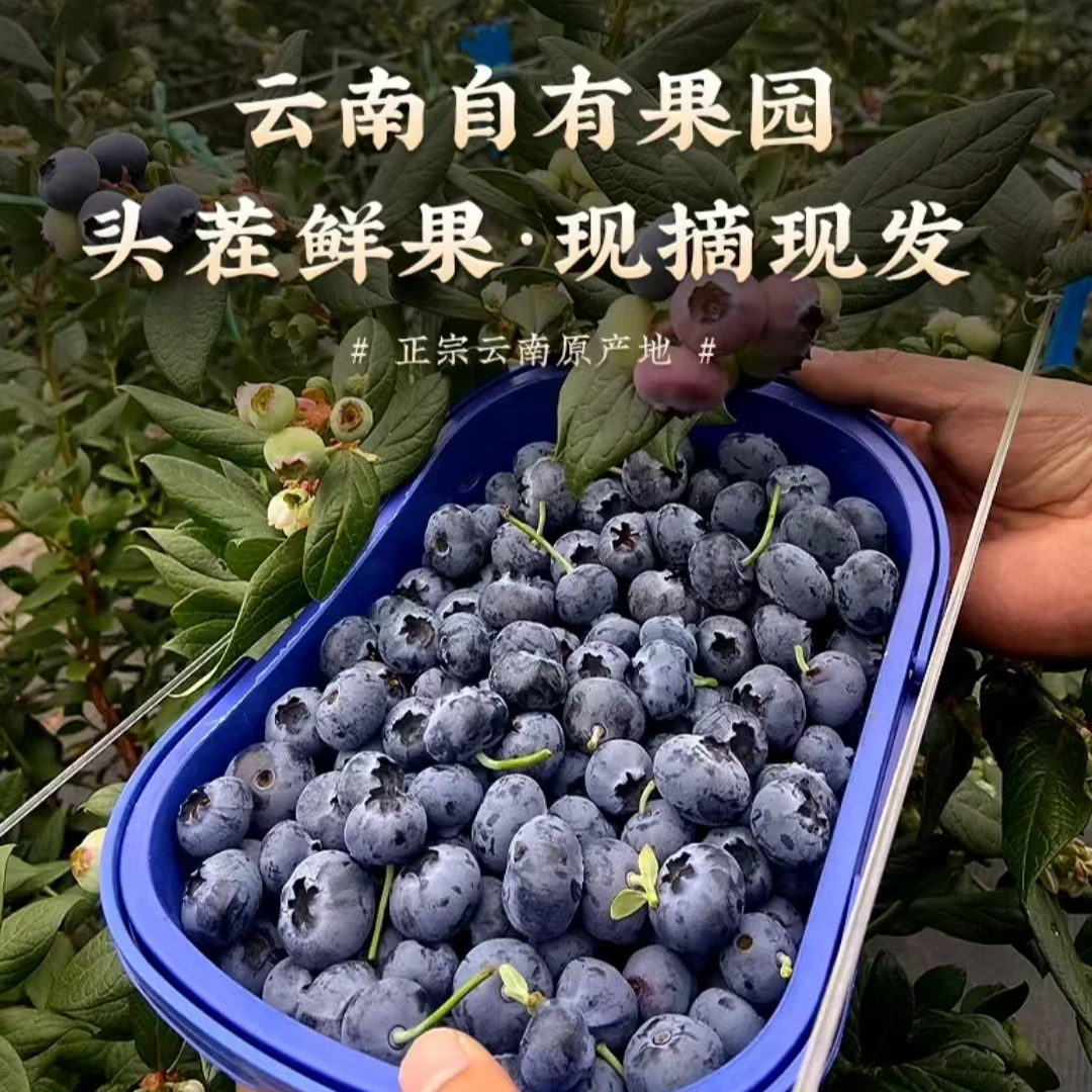 【云南花香蓝莓L25】高原露天种植花青素满满 Y 原产地果园直摘现发