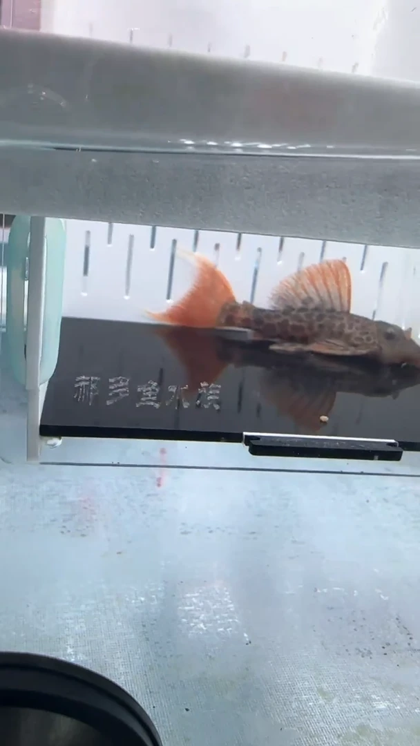 清道夫7.5不包入缸损129