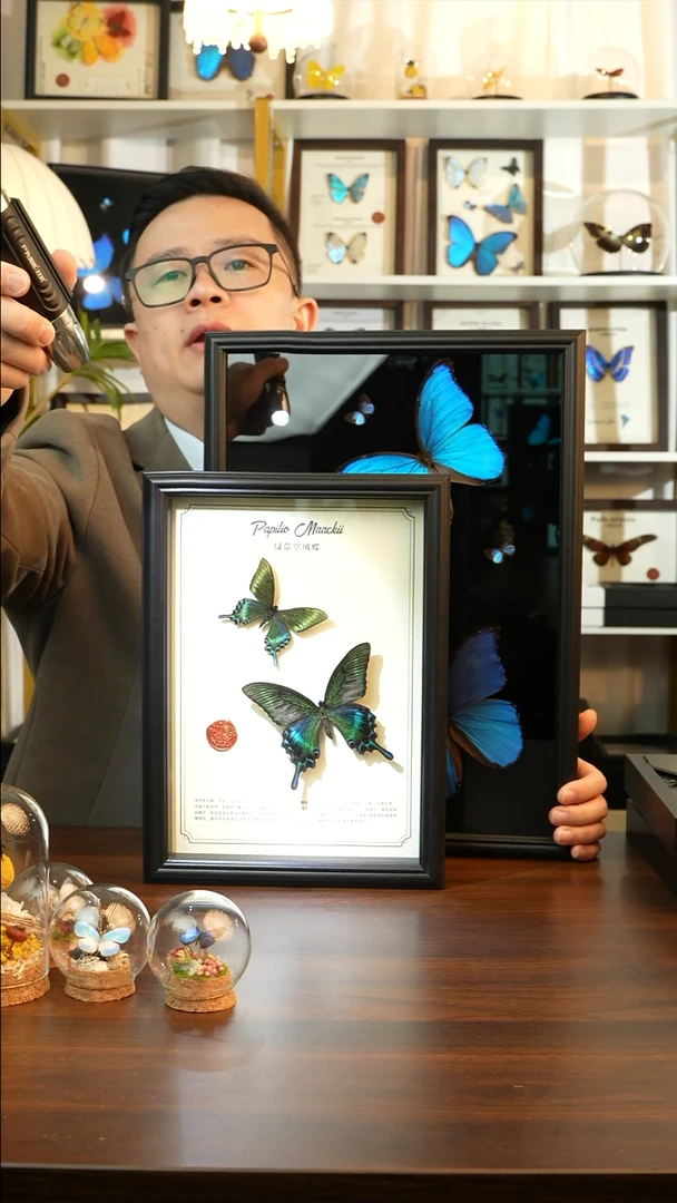 绿带翠凤蝶春+夏款双蝶（A4黑框）A305