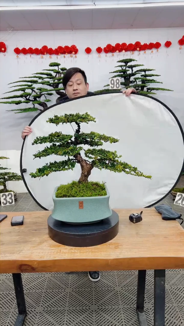 【闪购商品】盆景盆景