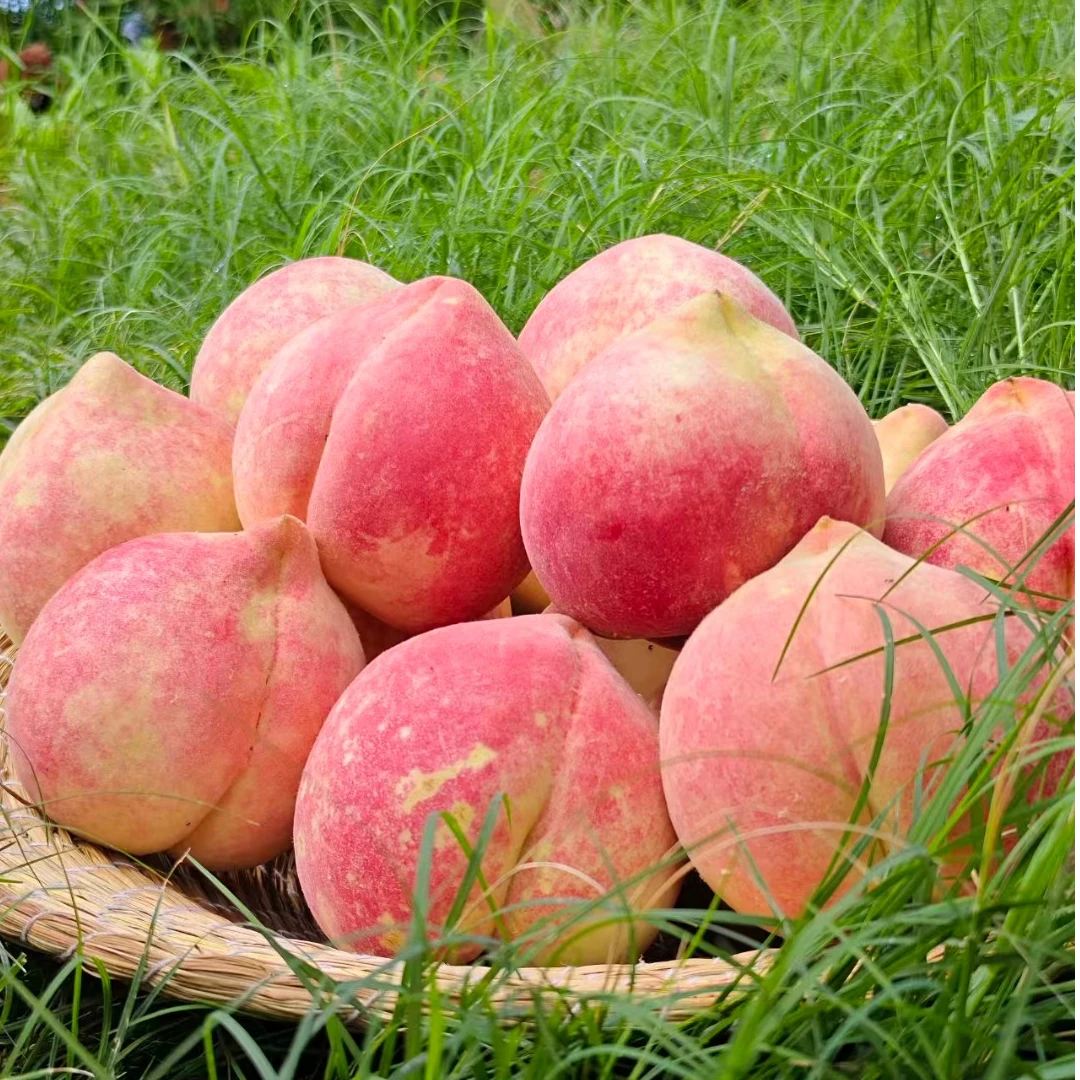 云南大理高山雪桃 裂口桃 脆甜无酸新鲜应季水果现摘包产地优选