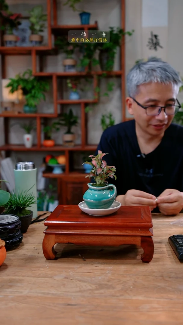 不开花植物须*网纹草860