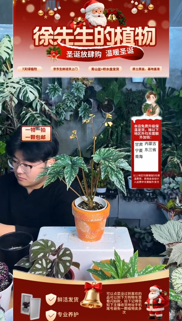 完全开放绿鹰狮秋海棠
