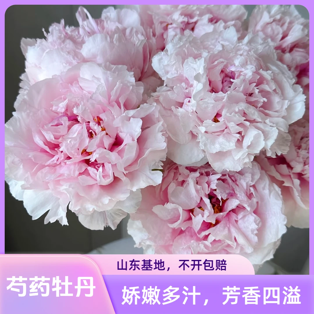 【雪映桃花-3A】牡丹鲜切花山东菏泽直发（送营养液)
