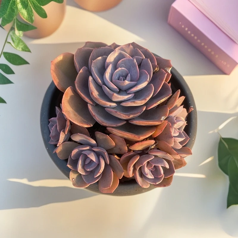 尘埃玫瑰 多肉植物(满18包邮 直播间展示为准)