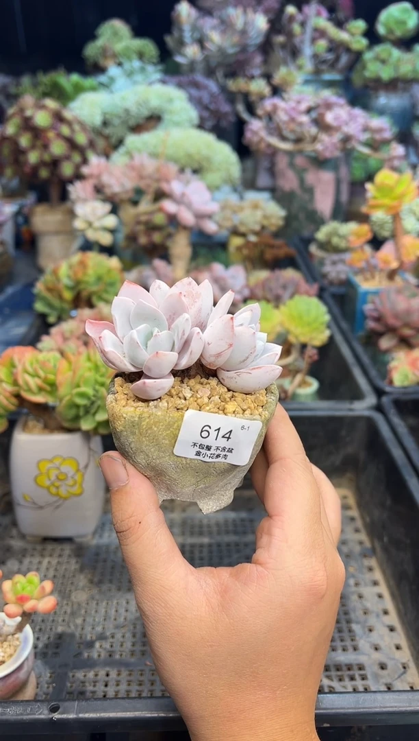 5****o614           不带盆