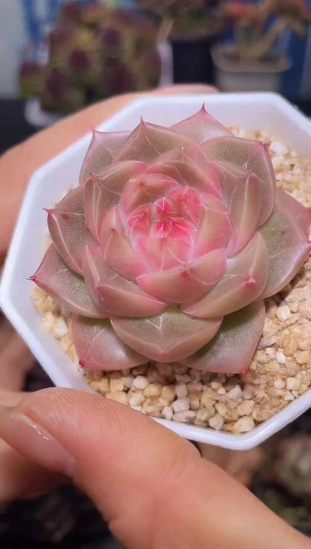 【闪购商品】224机械时代多肉