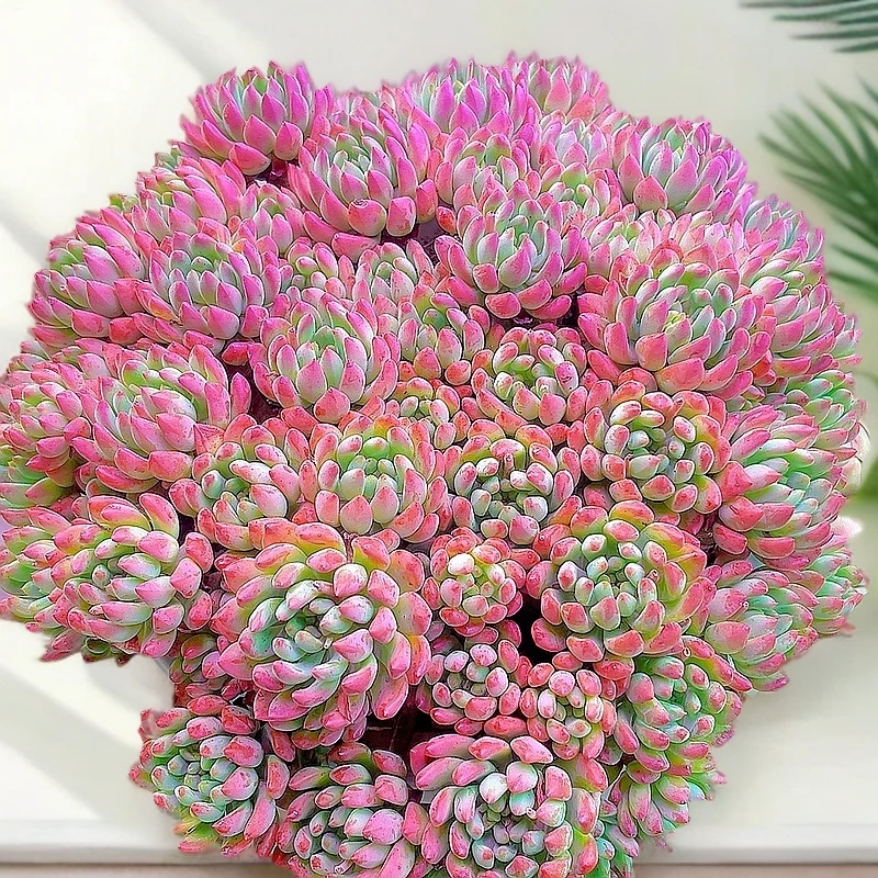 米淇家的高品质超大老桩蓝苹果多肉植物新手好养活脱土