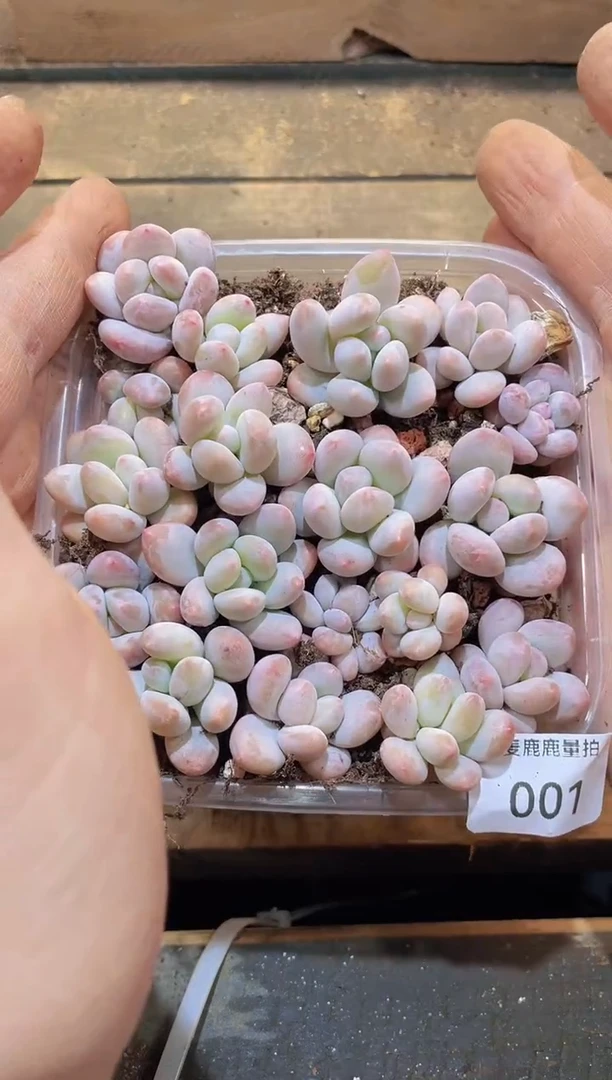 【闪购商品】001胭脂奶量拍1盒