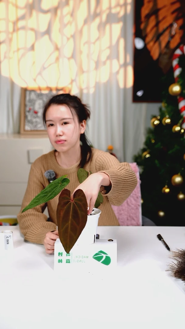 完全开放奇妙森林黑凤凰x澳洲霍夫曼1