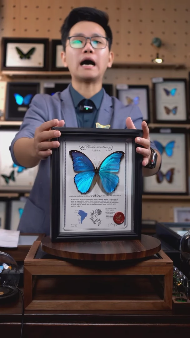 大蓝闪蝶豪华版10寸欧式框（带证书）