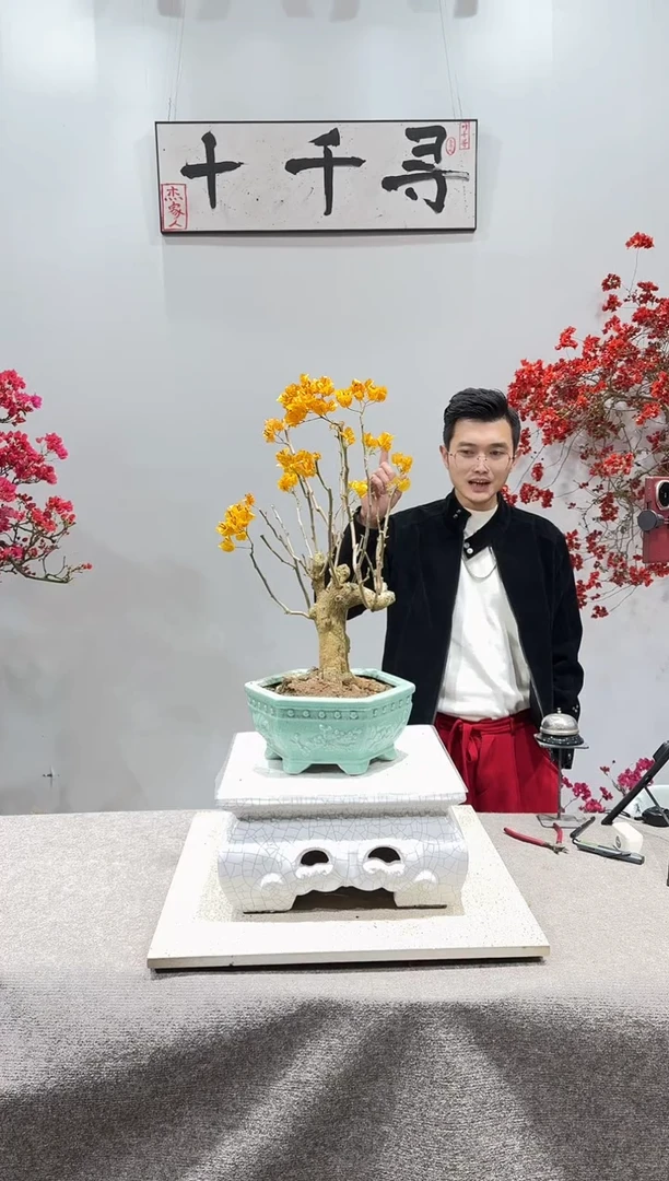 完全开放加州黄金三角梅