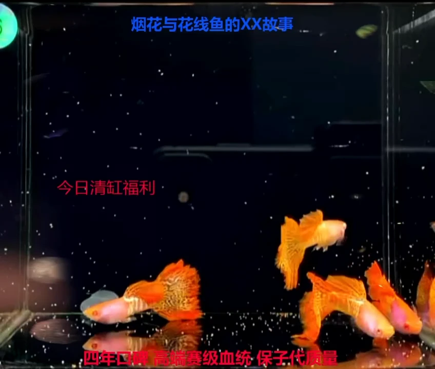 孔雀鱼辰*金属红雷丝白子微破精品4对福利