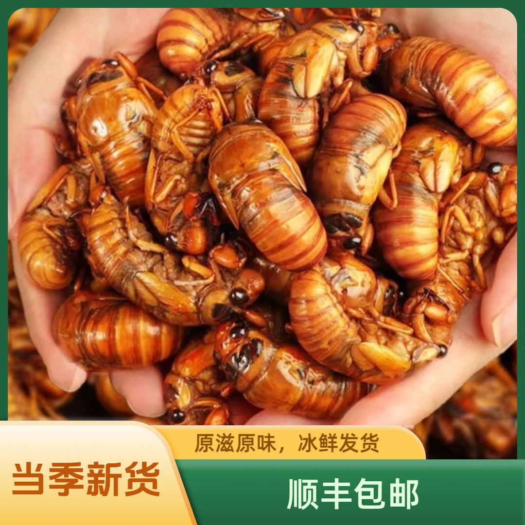 山东特产速冻新鲜金蝉知了猴中蝉可烧烤包邮油炸A