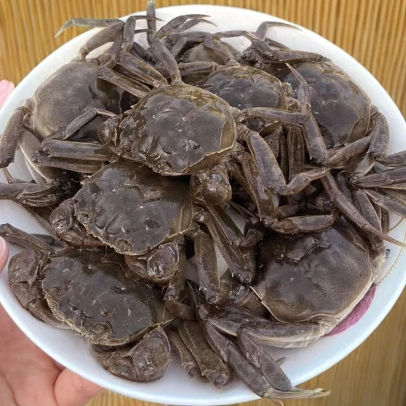 【活蟹】盘锦河蟹稻田蟹2两母（1.5-1.8两）10只一箱约2斤左右包赔