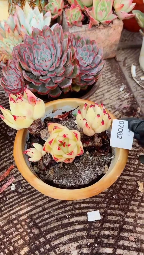 秋*歌多肉植物一物一拍07082