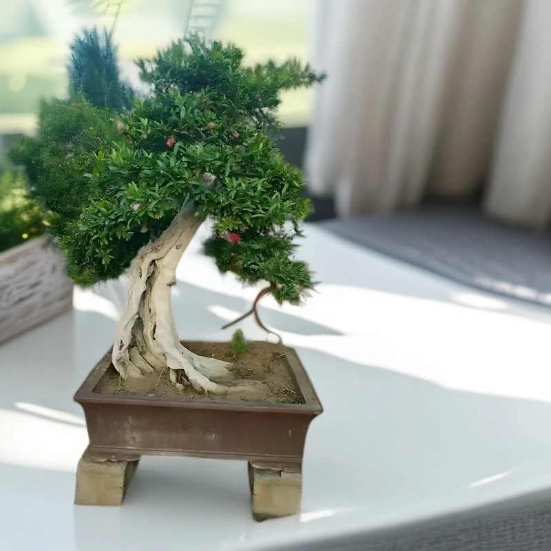 大红袍盆景适合南北方庭院别墅室内外种植佳品